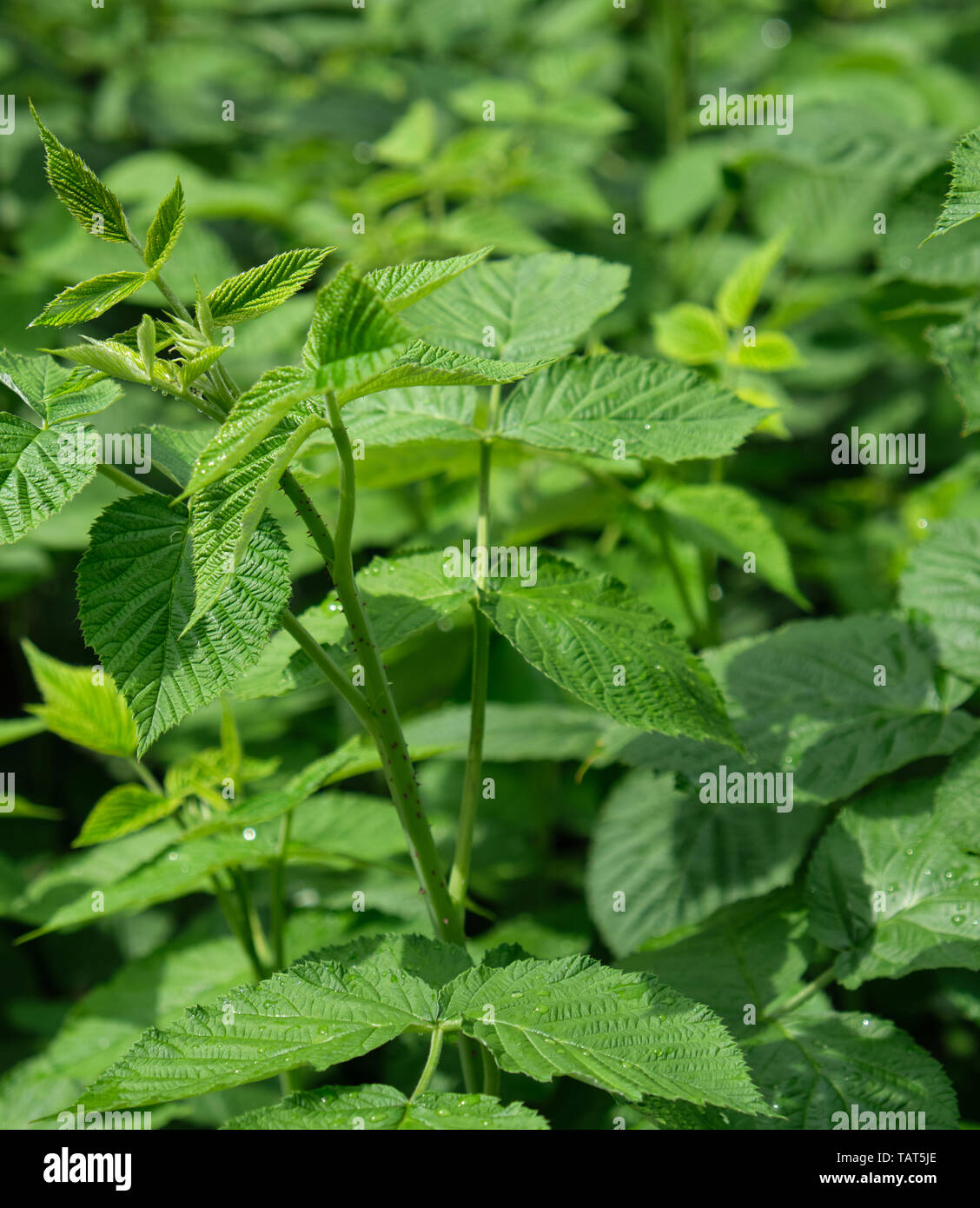 Giovani germogli di lampone con steli verdi e foglie su un giorno di estate, close up Foto Stock