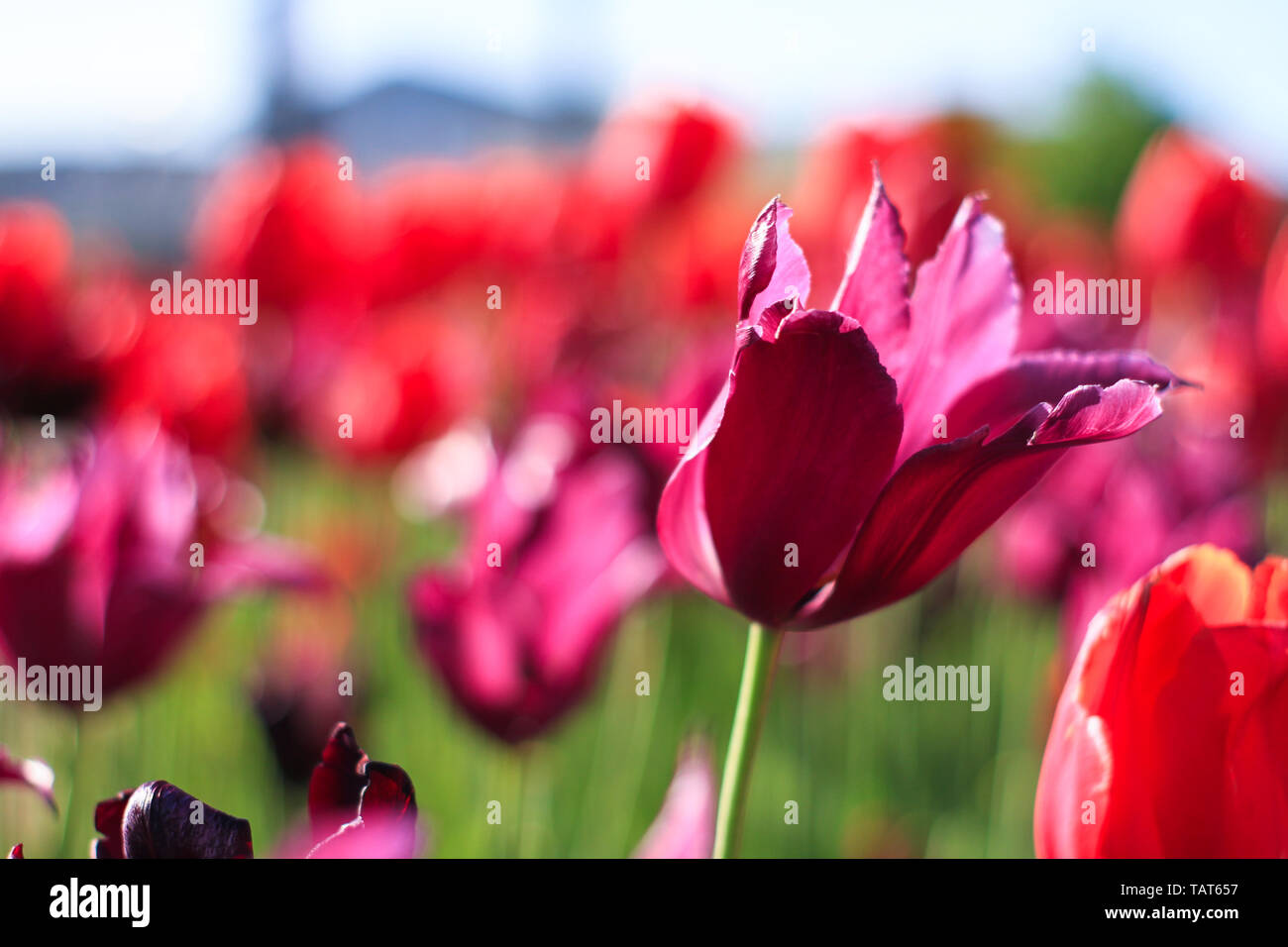Bella viola e tulipani rossi ondeggianti nel vento. Foto Stock