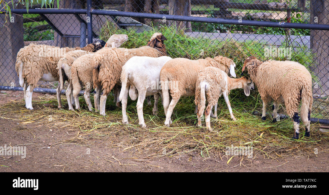 Gruppo di pecora mangia erba di pascolo di pecore fattoria agricoltura asia Foto Stock