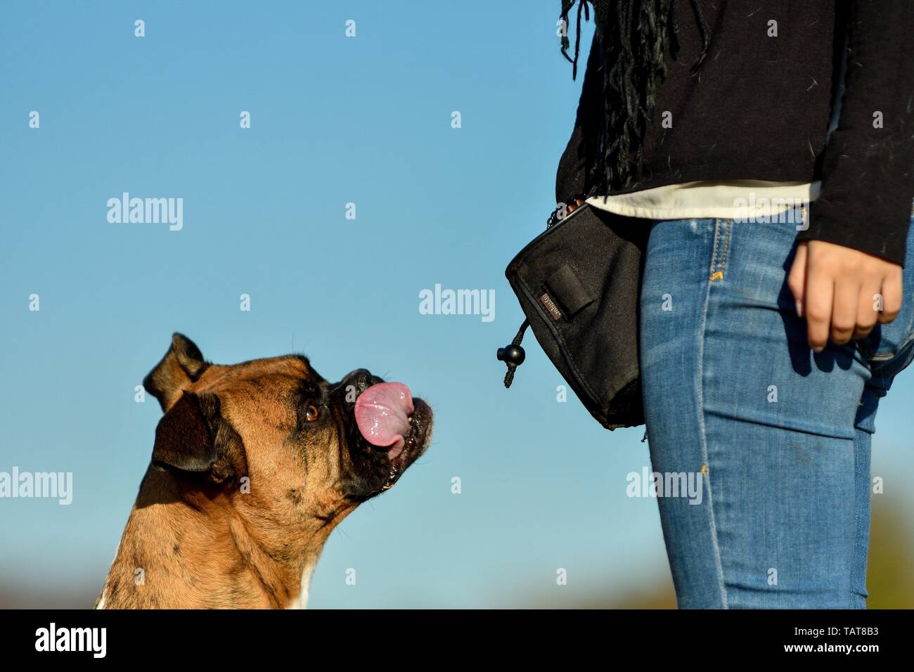 Boxer tedesche ritratto Foto Stock