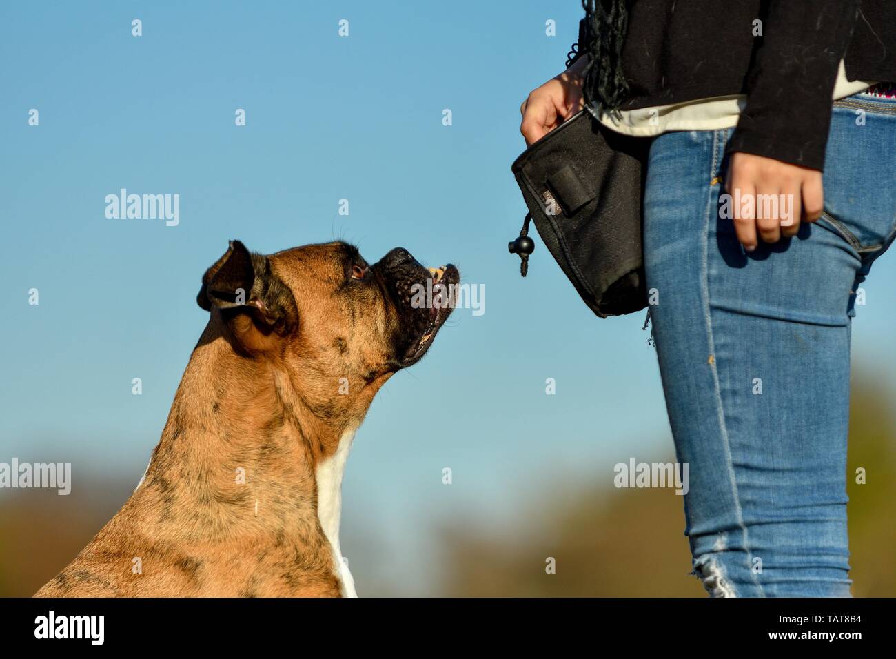 Boxer tedesche ritratto Foto Stock