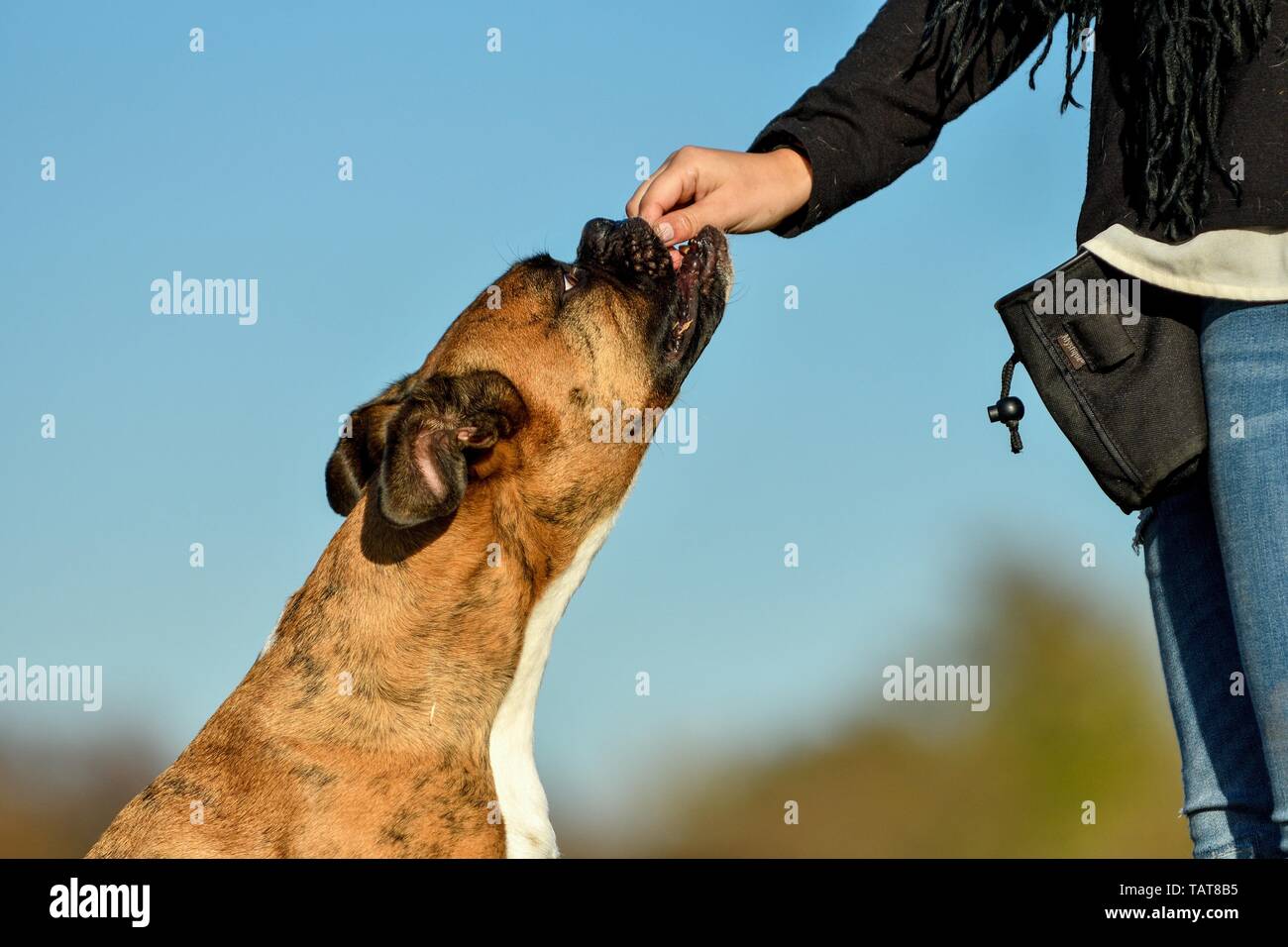 Boxer tedesche ritratto Foto Stock