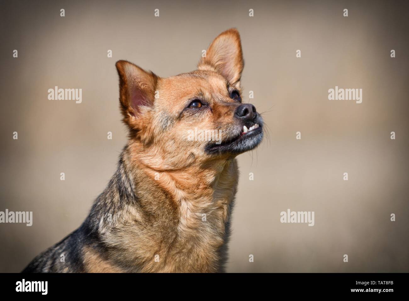 Cane con underbite Foto Stock