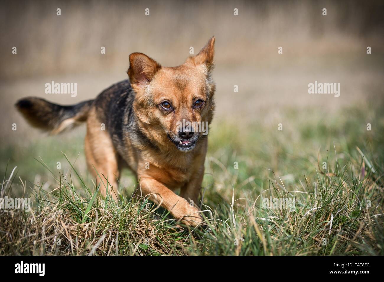 Cane con underbite Foto Stock