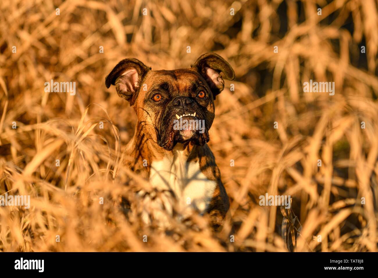 Boxer tedesco Foto Stock