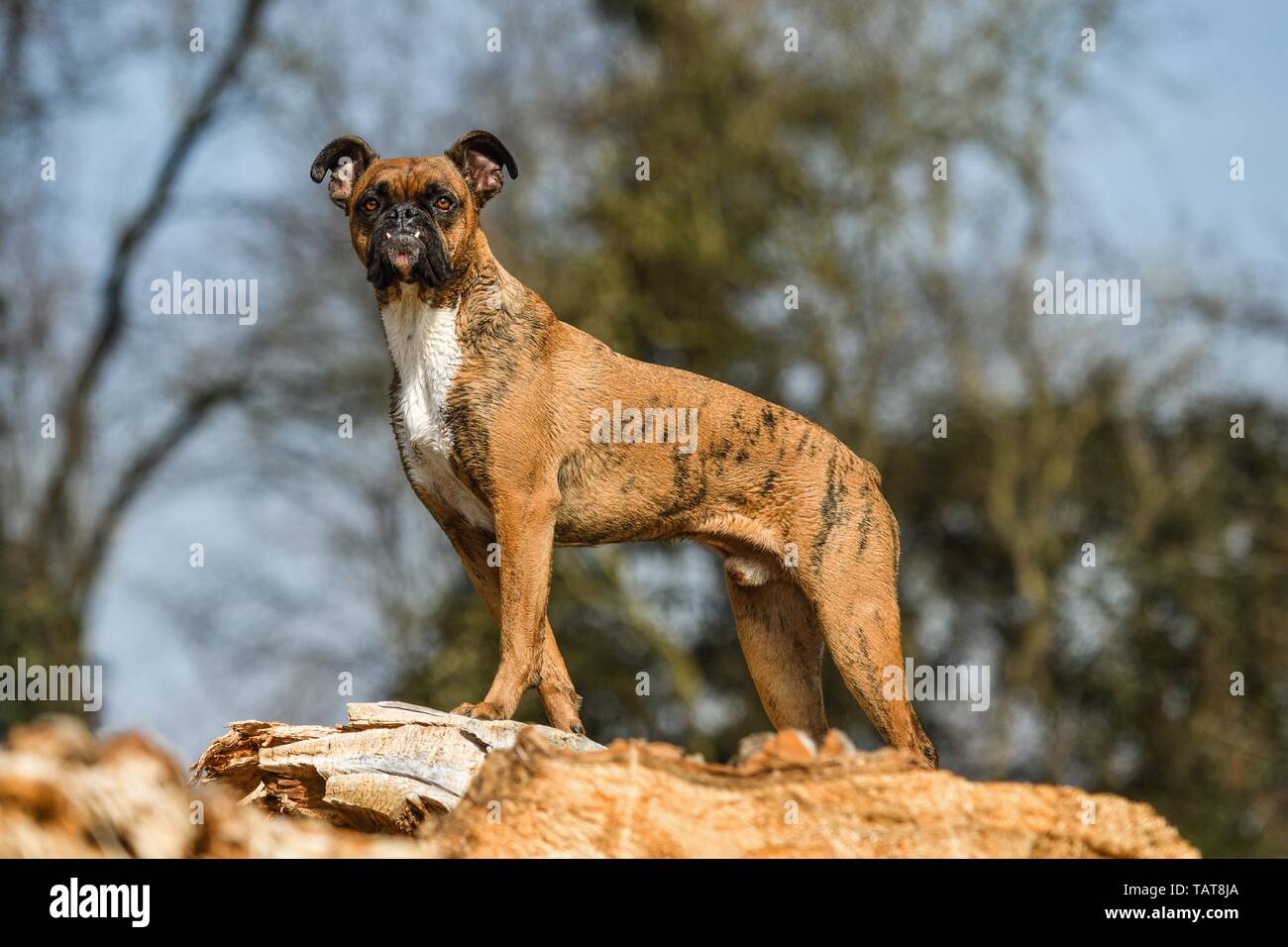 Boxer tedesco Foto Stock