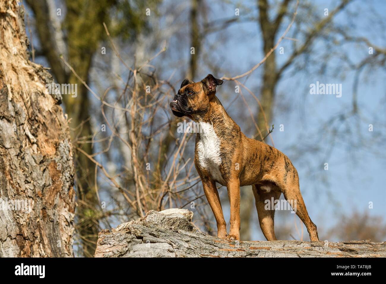 Boxer tedesco Foto Stock