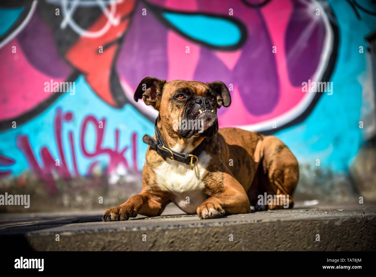 Boxer tedesco Foto Stock