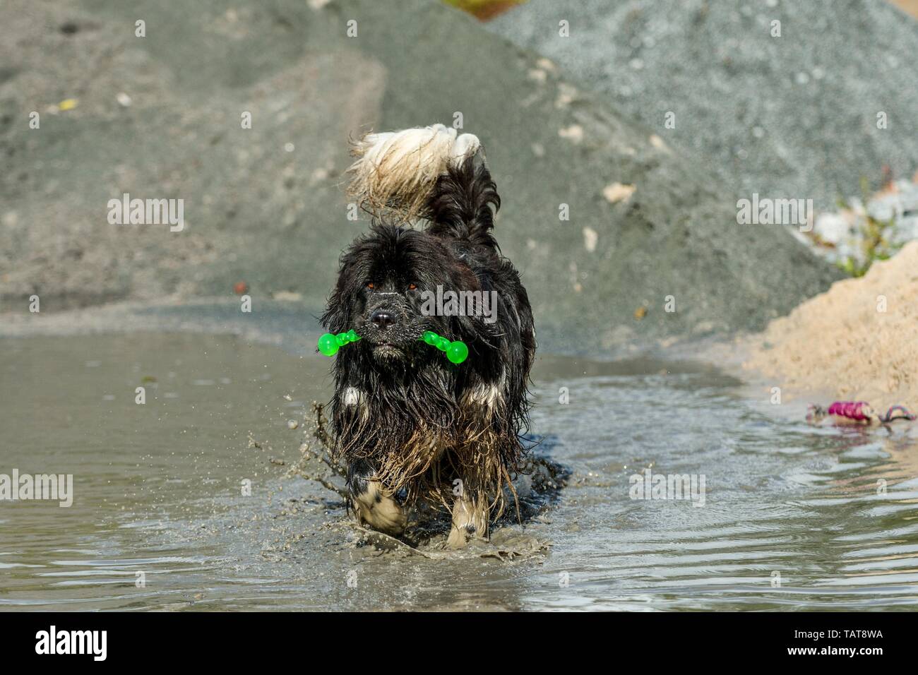 La riproduzione del cane di Terranova Foto Stock
