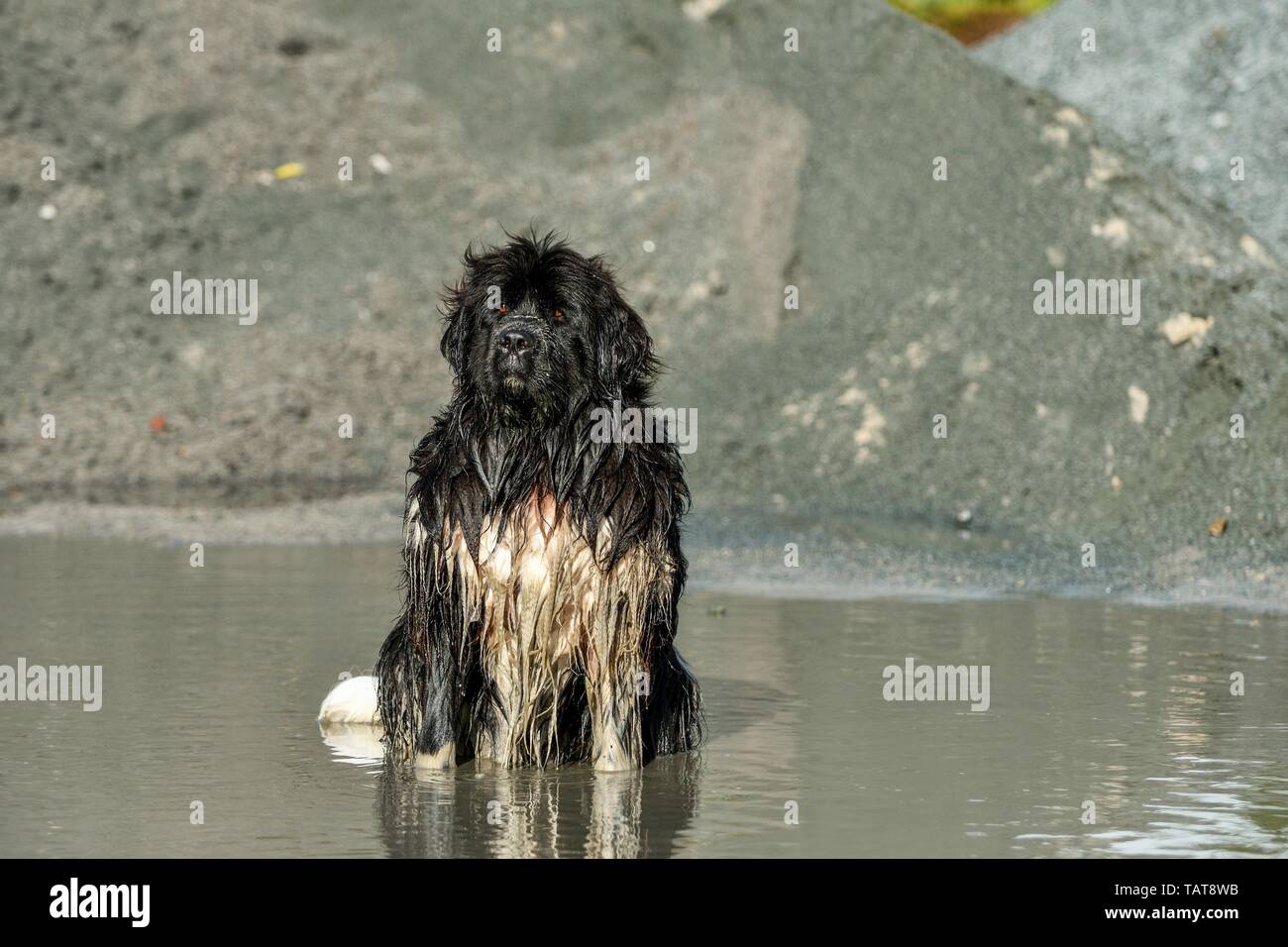 La balneazione cane di Terranova Foto Stock