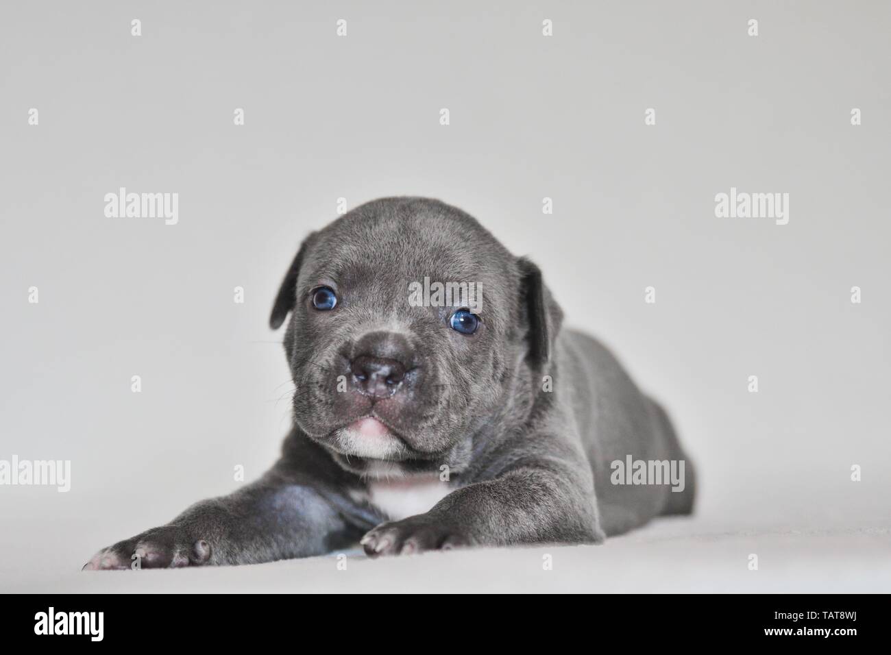 L'American Pit Bull Terrier cucciolo Foto Stock