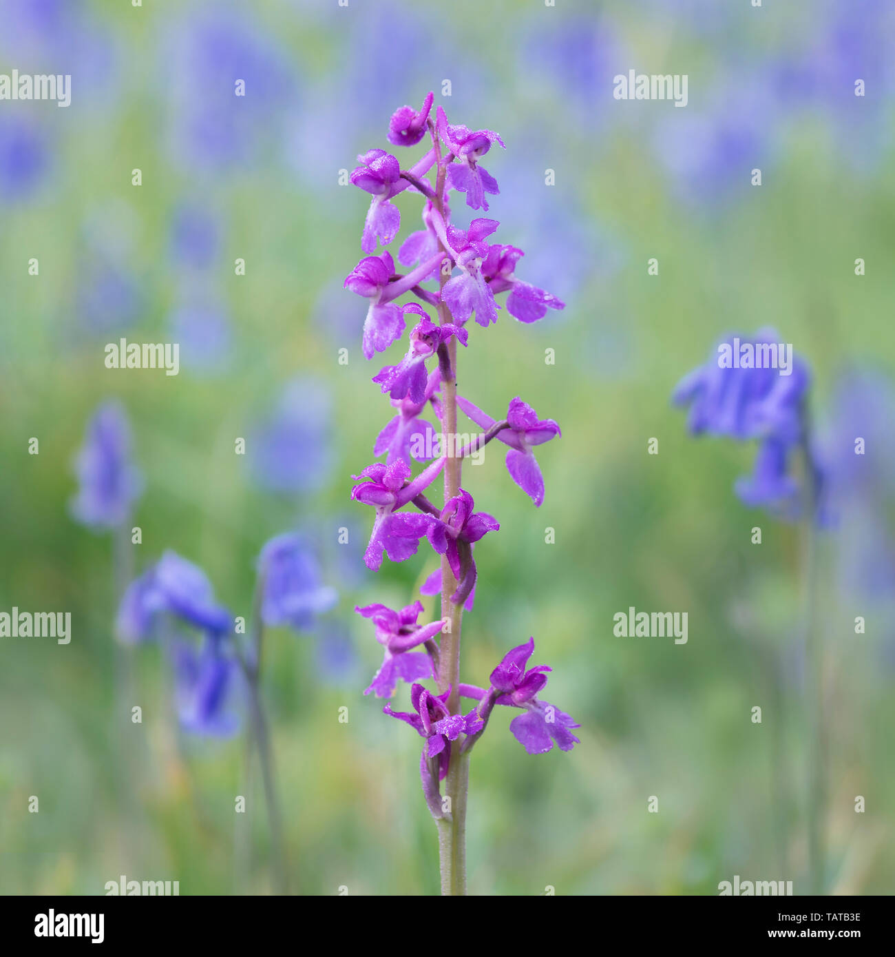 Inizio orchidea viola (Orchis mascula) con pezzata sfondo blu formata da bluebells Foto Stock
