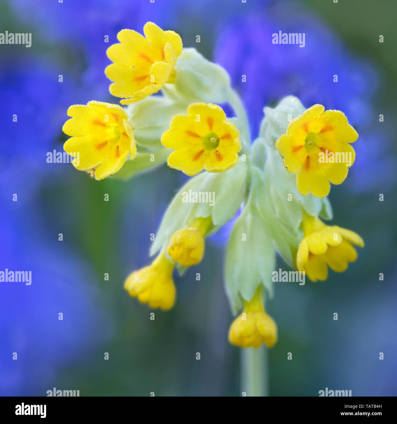 Cowslip fiore testa con bluebells come uno sfondo (Primula veris) Foto Stock