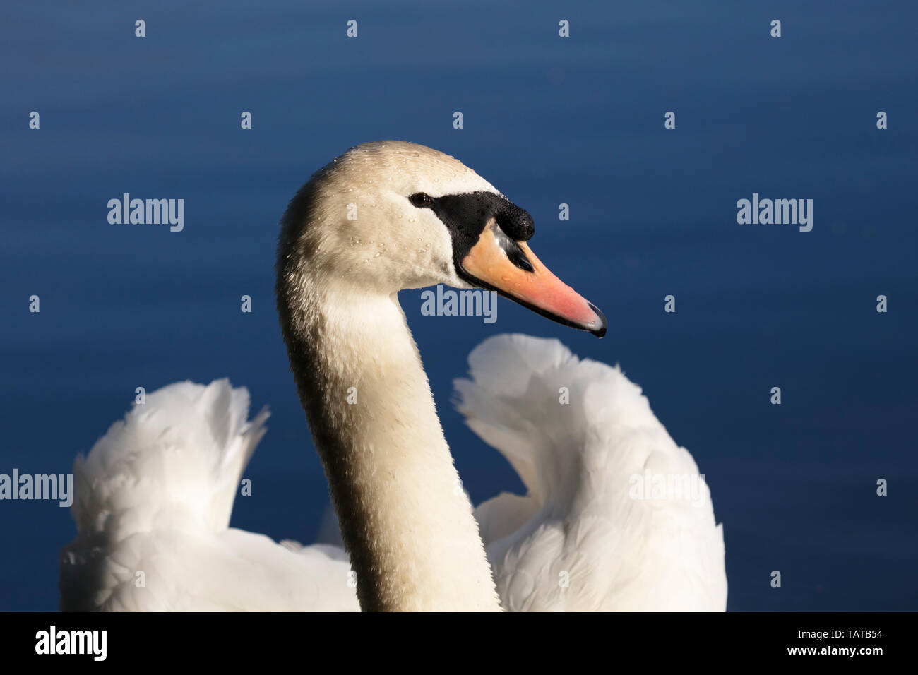 Ritratto di un cigno, Cygnus olor Foto Stock