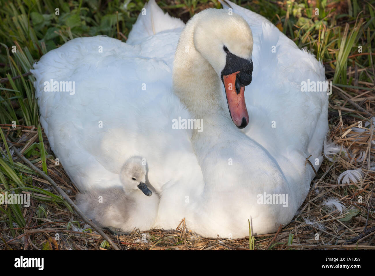 Femmina di Cigno con cygnet su nest Foto Stock