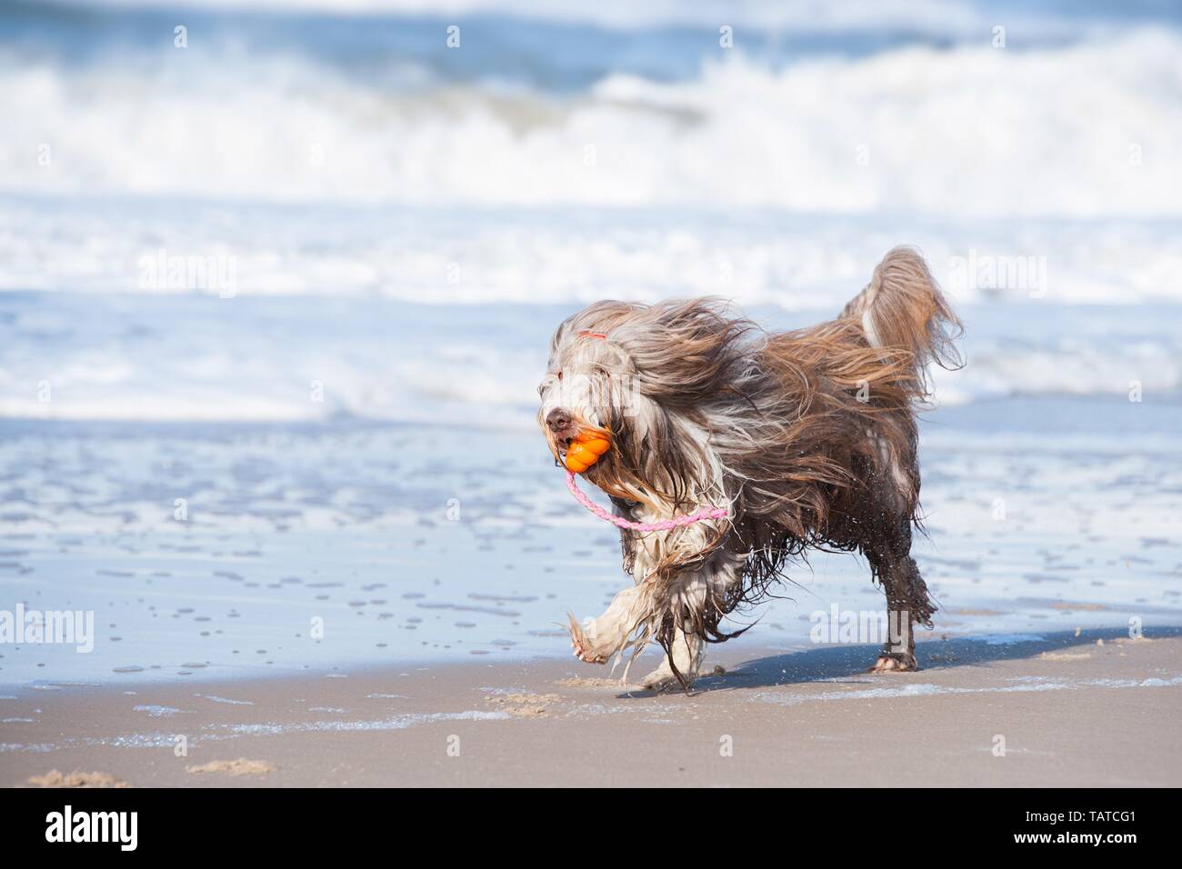 Riproduzione di barbuto Collie Foto Stock