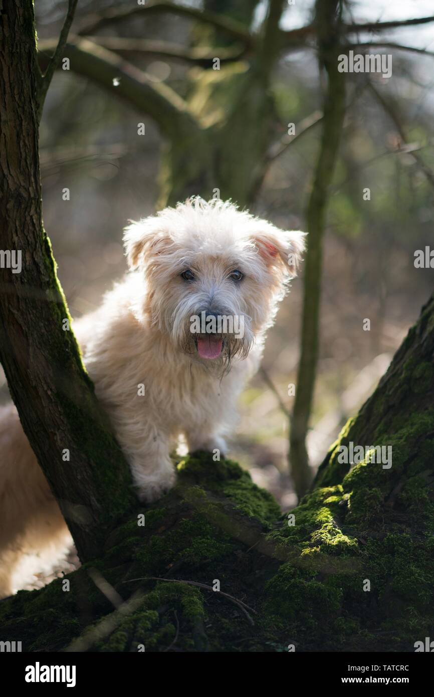 Irish Glen of Imaal Terrier Foto Stock