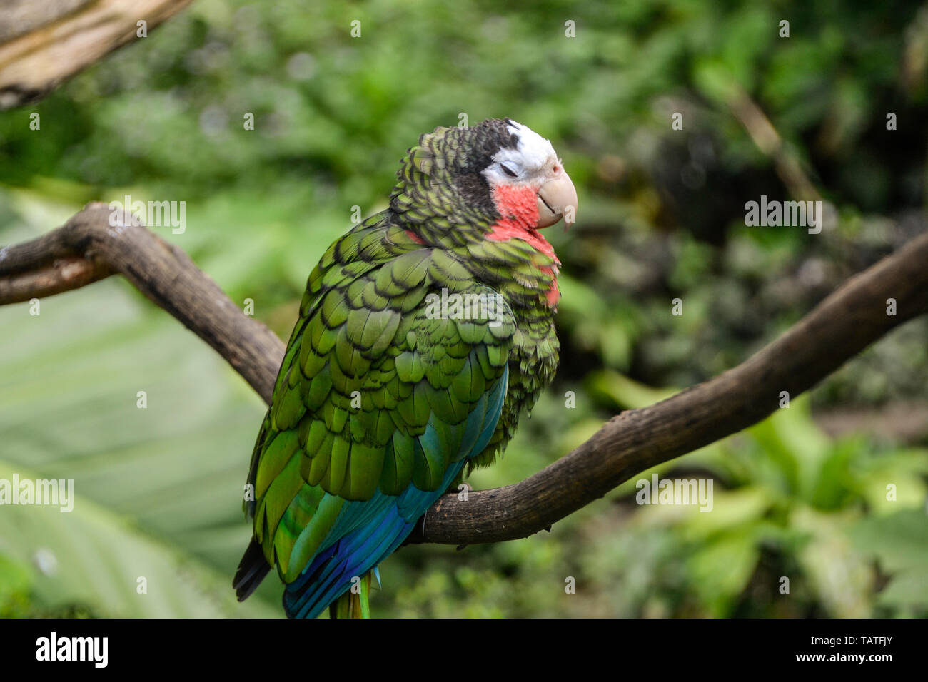 Sittacus è un genio del Caribbean pappagalli nella sottofamiglia Psittacinae il pappagallo verde. La foto è stata scattata nel giardino zoologico de Guadalupa Karibik. Foto Stock