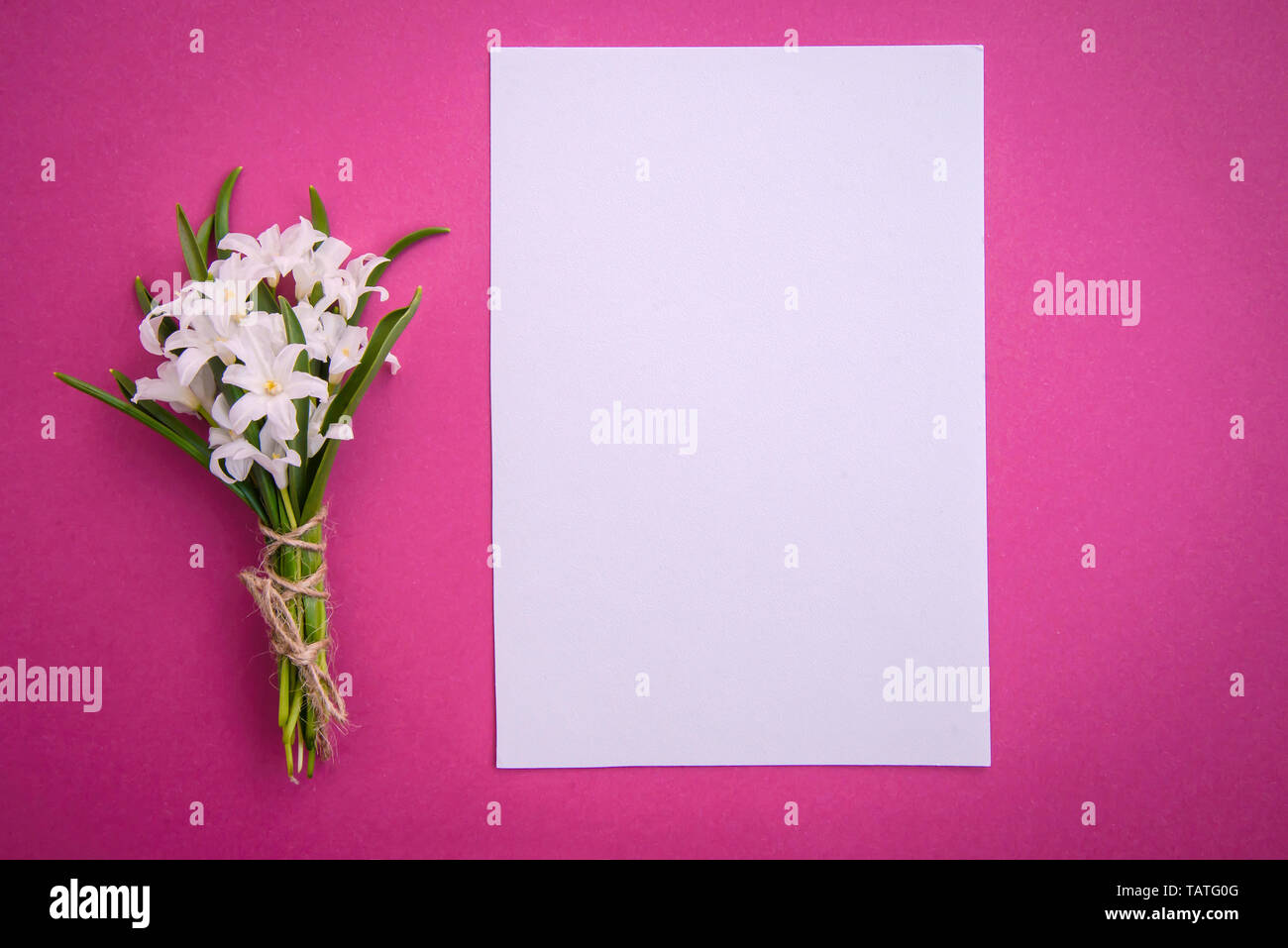 Bouquet di piccoli e bianchi fiori di primavera Chionodoxa e un pezzo di carta su sfondo rosa con spazio di copia Foto Stock