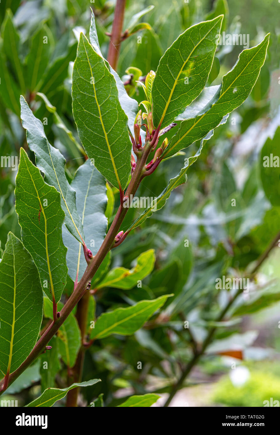 Impianto di alloro Foto Stock