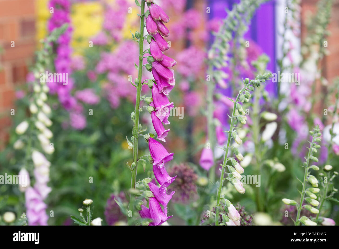 Digitalis purpurea fioritura in un giardino cottage. Foto Stock