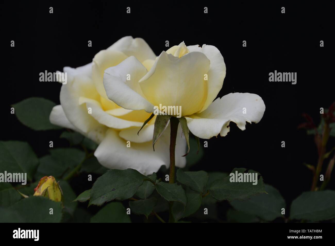 Sing Fiori Rosa Bianca Su Sfondo Nero Foto Immagine Stock