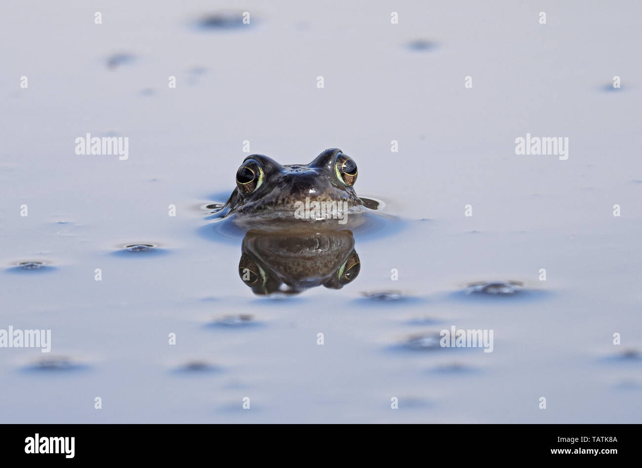 Unico Europeo Rana comune (Rana temporaria) con la riflessione su terreni fangosi montane pool di allevamento in Cumbria, England, Regno Unito Foto Stock