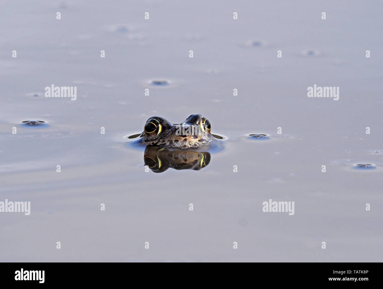 Unico Europeo Rana comune (Rana temporaria) con la riflessione su terreni fangosi montane pool di allevamento in Cumbria, England, Regno Unito Foto Stock