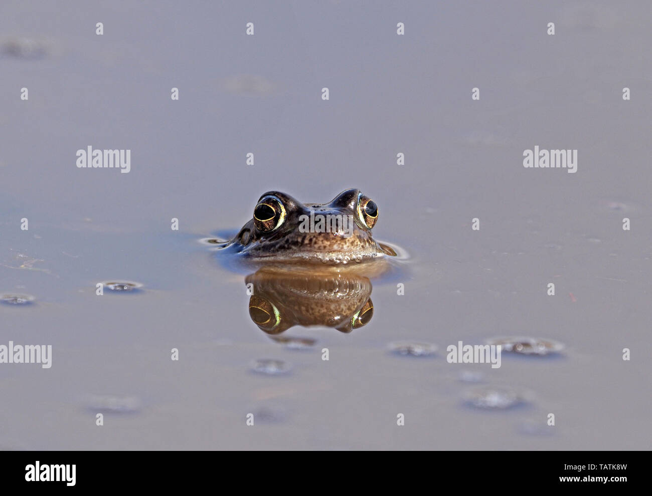 Unico Europeo Rana comune (Rana temporaria) con la riflessione su terreni fangosi montane pool di allevamento in Cumbria, England, Regno Unito Foto Stock