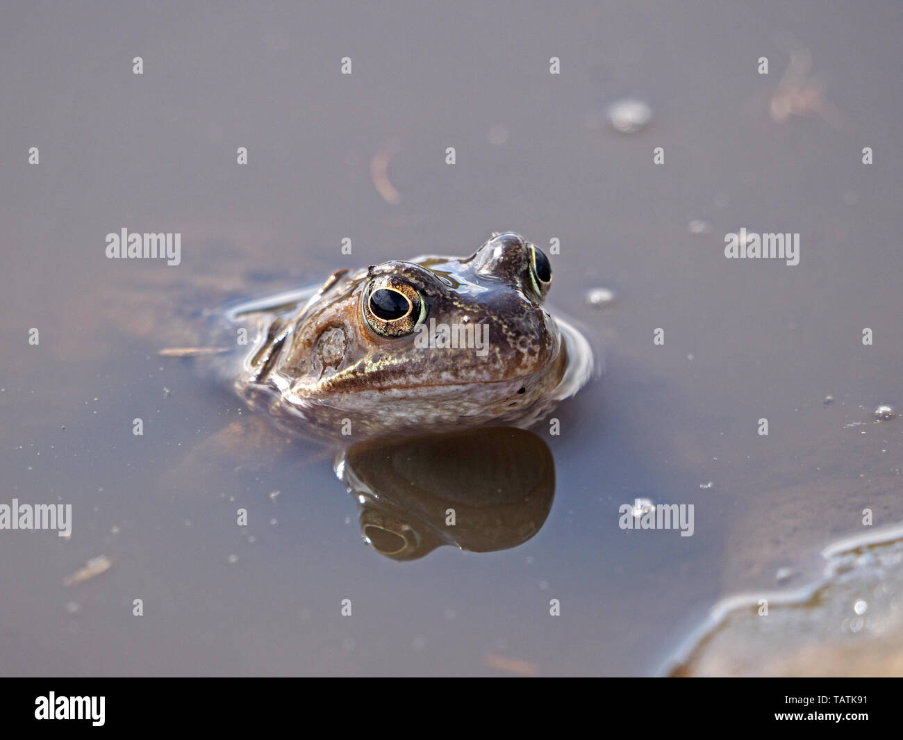 Unico Europeo Rana comune (Rana temporaria) con la riflessione su terreni fangosi montane pool di allevamento in Cumbria, England, Regno Unito Foto Stock