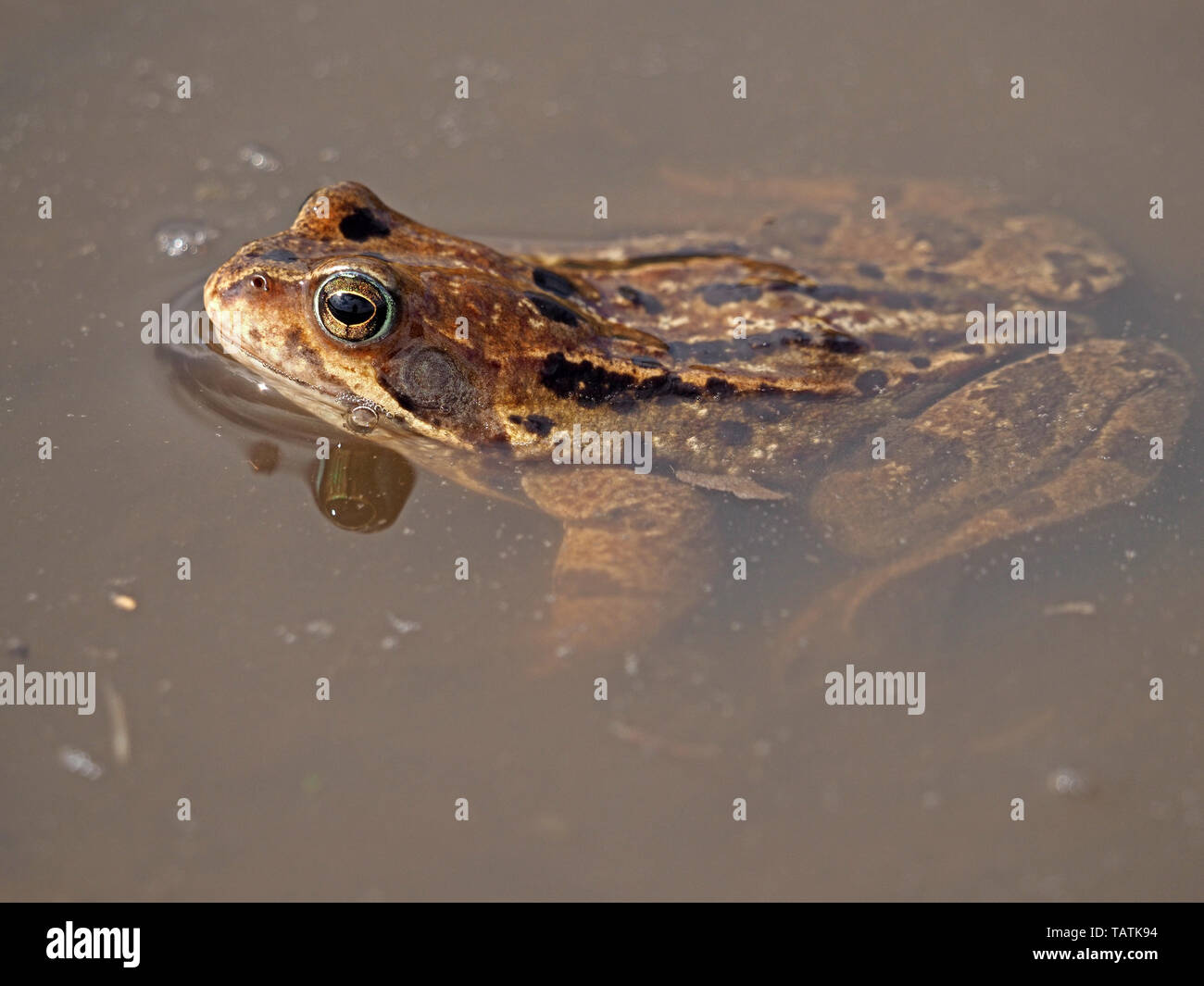 Unico Europeo Rana comune (Rana temporaria) con la riflessione su terreni fangosi montane pool di allevamento in Cumbria, England, Regno Unito Foto Stock