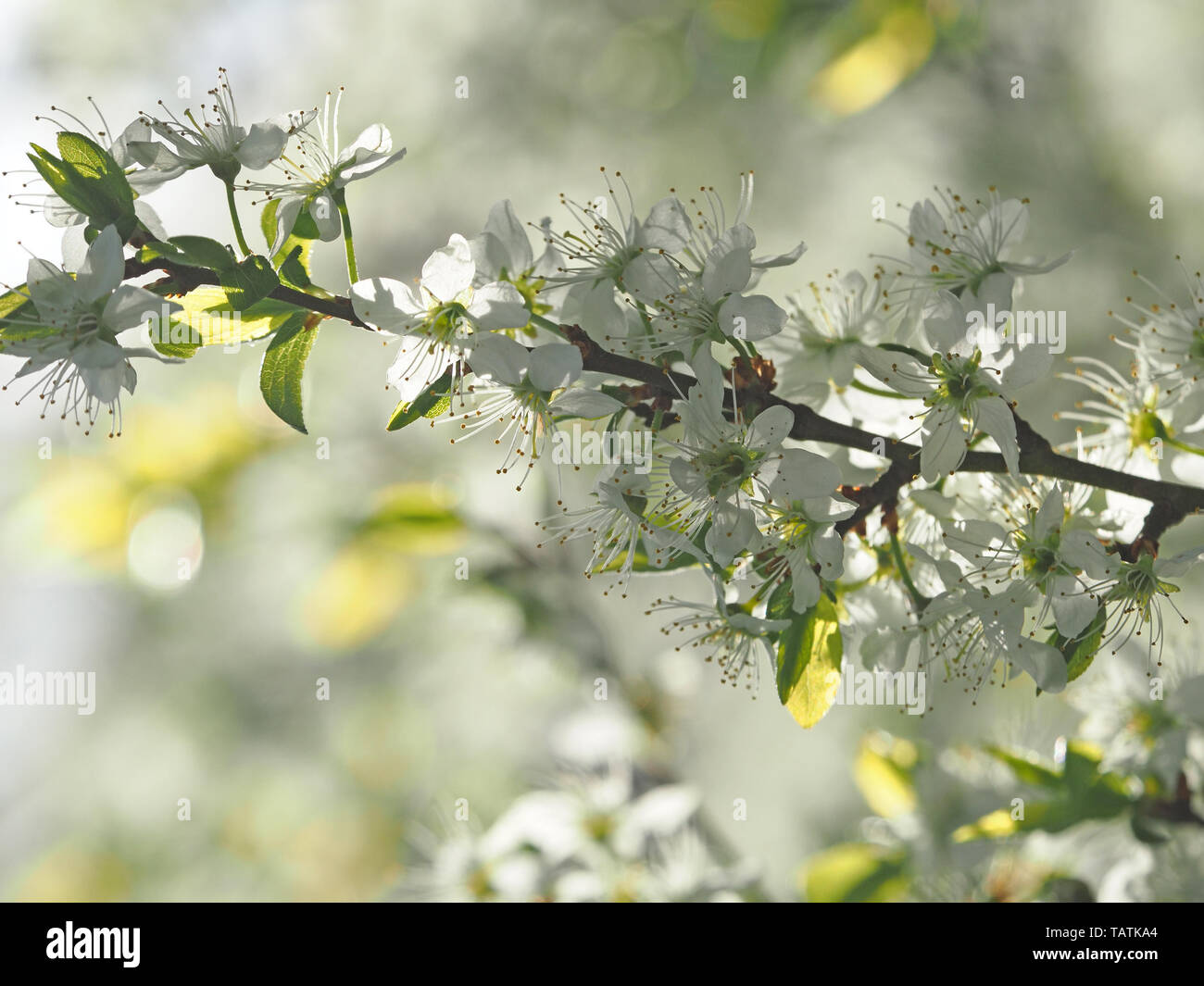 Alta chiave immagine sognante di fiori di un damson sloe (prugnolo) croce (Prunus spinosa x Prunus domestica) peculiare Cumbria, England, Regno Unito Foto Stock