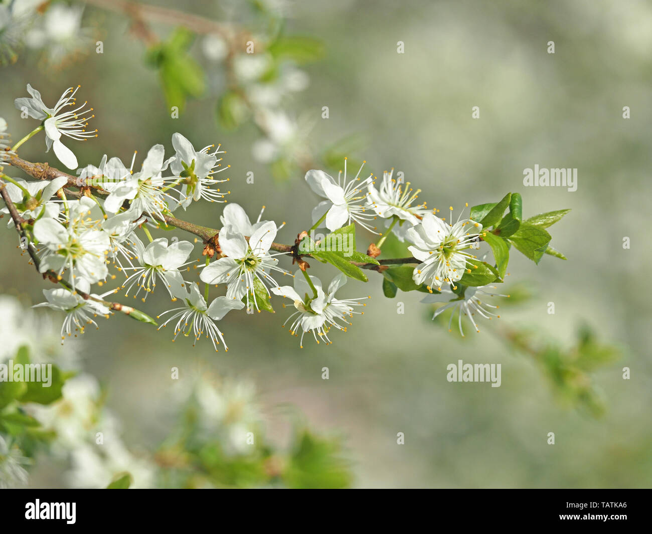 Alta chiave immagine sognante di fiori di un damson sloe (prugnolo) croce (Prunus spinosa x Prunus domestica) peculiare Cumbria, England, Regno Unito Foto Stock