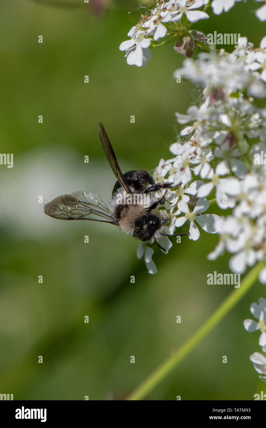 Ashy mining bee (Andrena cineraria) Foto Stock