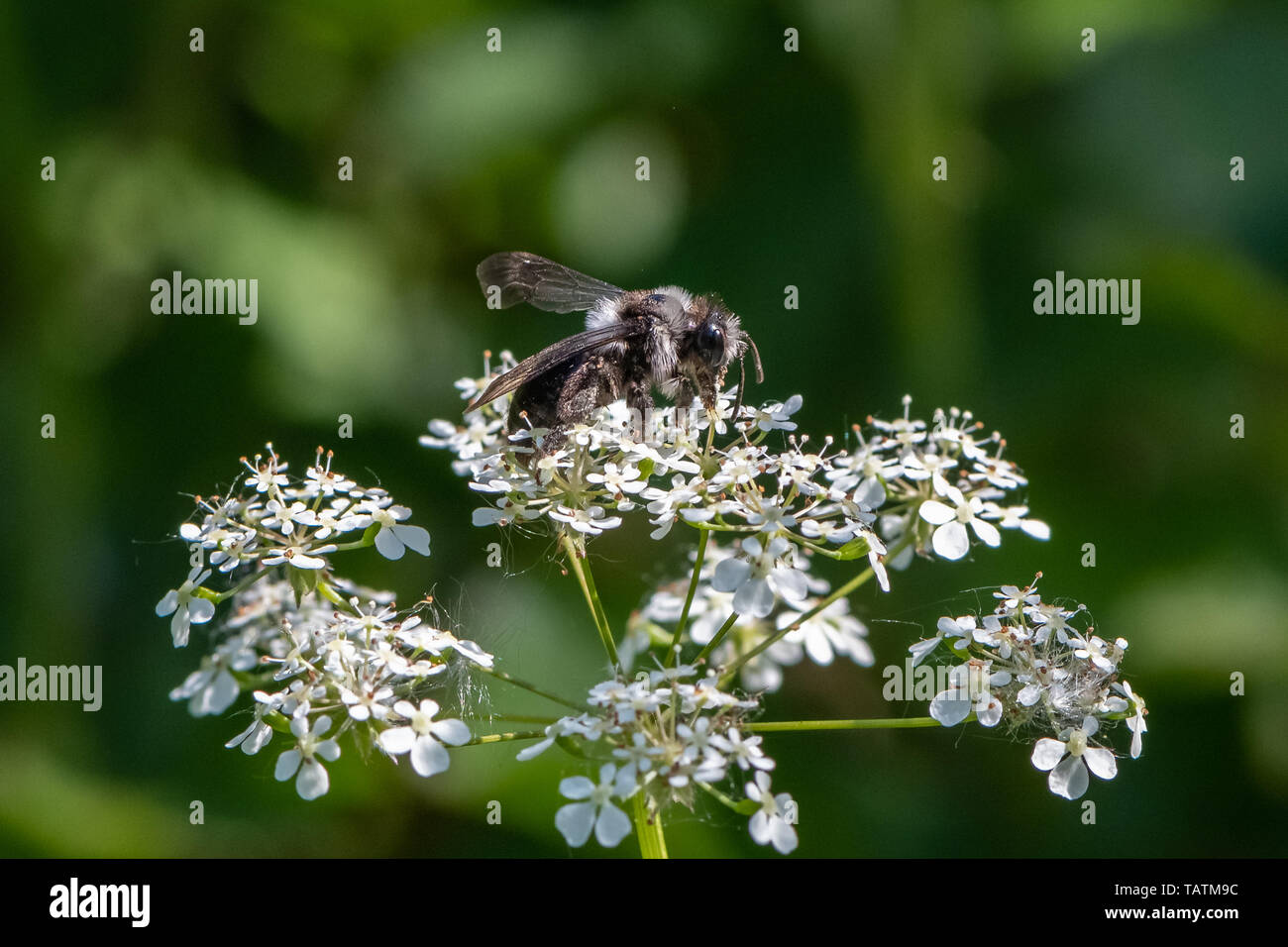 Ashy mining bee (Andrena cineraria) Foto Stock