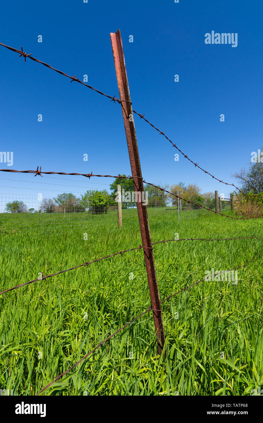 Arrugginita filo spinato con campo di verde e di blu del cielo in background. Foto Stock