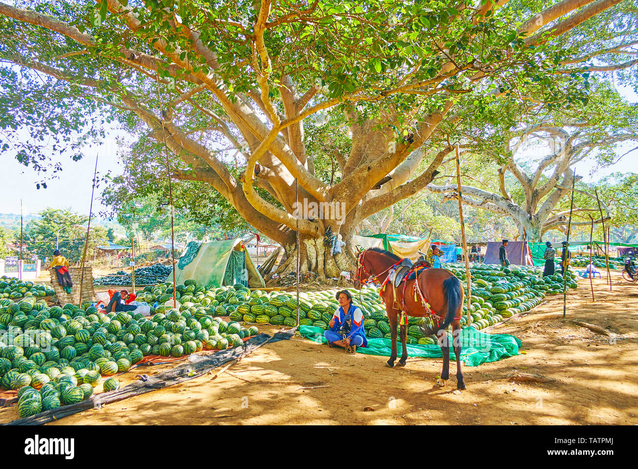 PINDAYA, MYANMAR - 19 febbraio 2018: l'agricoltore attrae i turisti per la sua anguria stallo con una passeggiata a cavallo lungo il banyan ombreggiato giardino, sul Fe Foto Stock