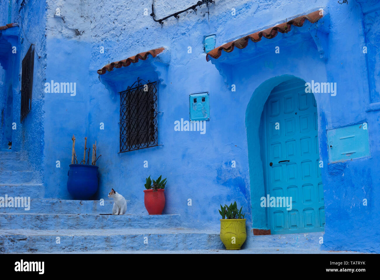 Tradizionale marocchino dettagli architettonici tra cui un gatto e un tipico dei vasi da fiori colorati nella città blu, Chefchaouen, Marocco Foto Stock