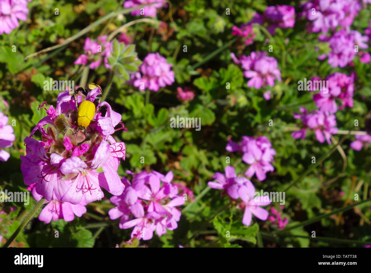 Bug di giallo, Hoplia africana, seduti su fiori viola in un giardino a Rabat, Marocco Foto Stock