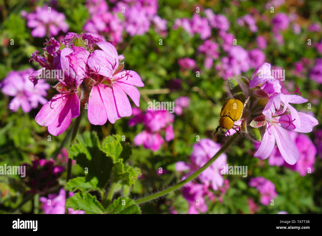 Bug di giallo, Hoplia africana, seduti su fiori viola in un giardino a Rabat, Marocco Foto Stock