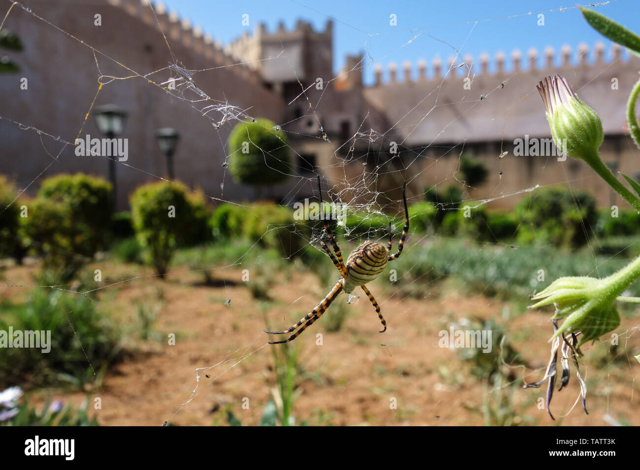 Close-up di una vespa spiter, Argiope bruennichi, seduto sul suo sito web con il muro di fortificazione e giardino nel centro storico della città di Rabat, Marocco Foto Stock