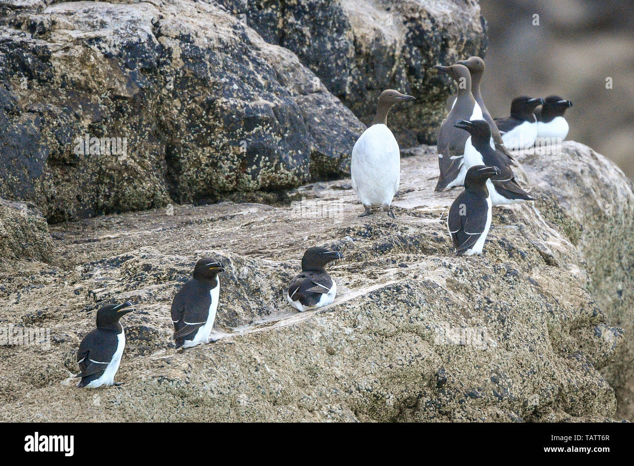 E Razorbills guillemots poggiano su rocce intorno a Lundy Island nel canale di Bristol, al largo della costa del Devon, dove uno studio condotto dal RSPB ha rivelato che il totale dei numeri di uccello sull'isola sono triplicati negli ultimi quindici anni di oltre 21.000 uccelli. Foto Stock