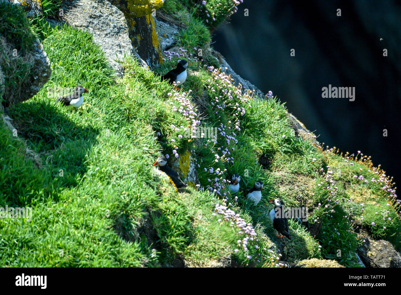 I puffini soggiornare vicino alle loro tane tra la scogliera affacciata su Lundy Island nel canale di Bristol, al largo della costa del Devon, dove uno studio condotto dal RSPB ha rivelato che il totale dei numeri di uccello sull'isola sono triplicati negli ultimi quindici anni di oltre 21.000 uccelli. Foto Stock