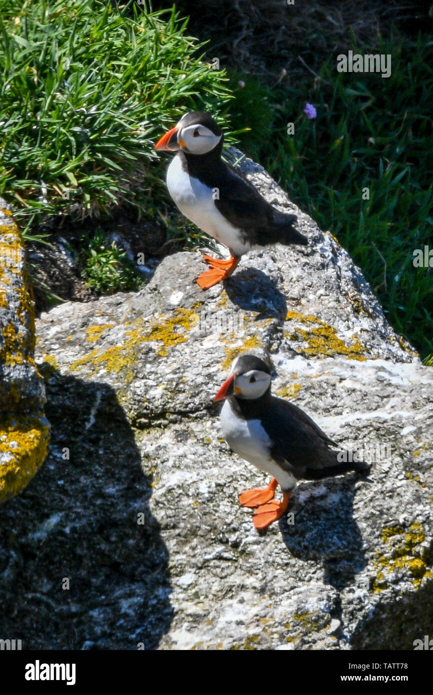 I puffini soggiornare vicino alle loro tane tra la scogliera affacciata su Lundy Island nel canale di Bristol, al largo della costa del Devon, dove uno studio condotto dal RSPB ha rivelato che il totale dei numeri di uccello sull'isola sono triplicati negli ultimi quindici anni di oltre 21.000 uccelli. Foto Stock