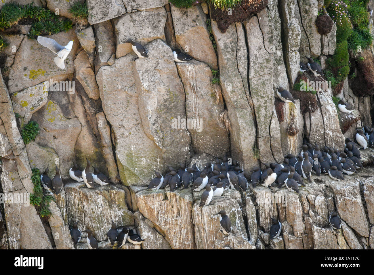 Guillemots nido sulla scogliera bordi su Lundy Island nel canale di Bristol, al largo della costa del Devon, dove uno studio condotto dal RSPB ha rivelato che il totale dei numeri di uccello sull'isola sono triplicati negli ultimi quindici anni di oltre 21.000 uccelli. Foto Stock