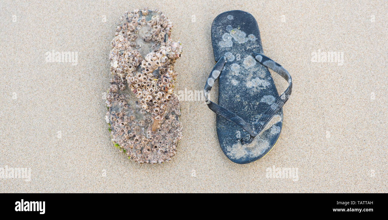 Flip-flop torna dal mare: uno è completamente coperto con acorn barnacles e un altro è solo leggermente toccati dal mare. Foto Stock