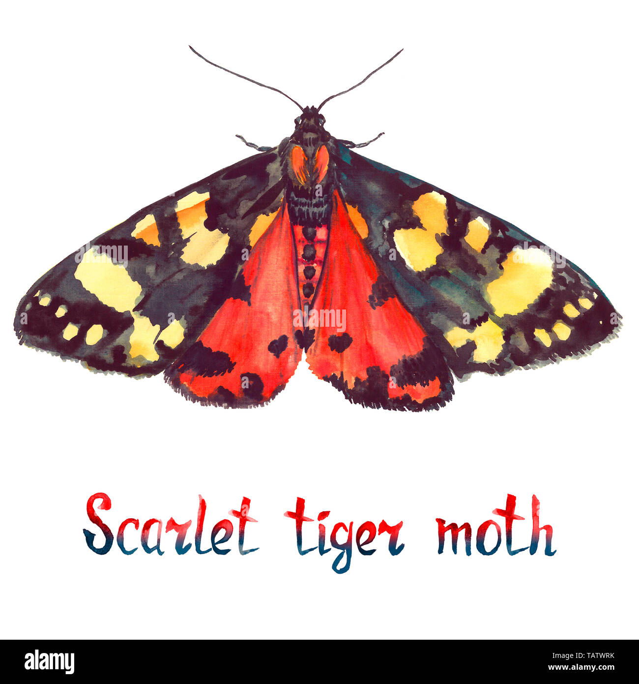 Scarlet tiger moth, dipinte a mano illustrazione ad acquerello con iscrizione manoscritta Foto Stock