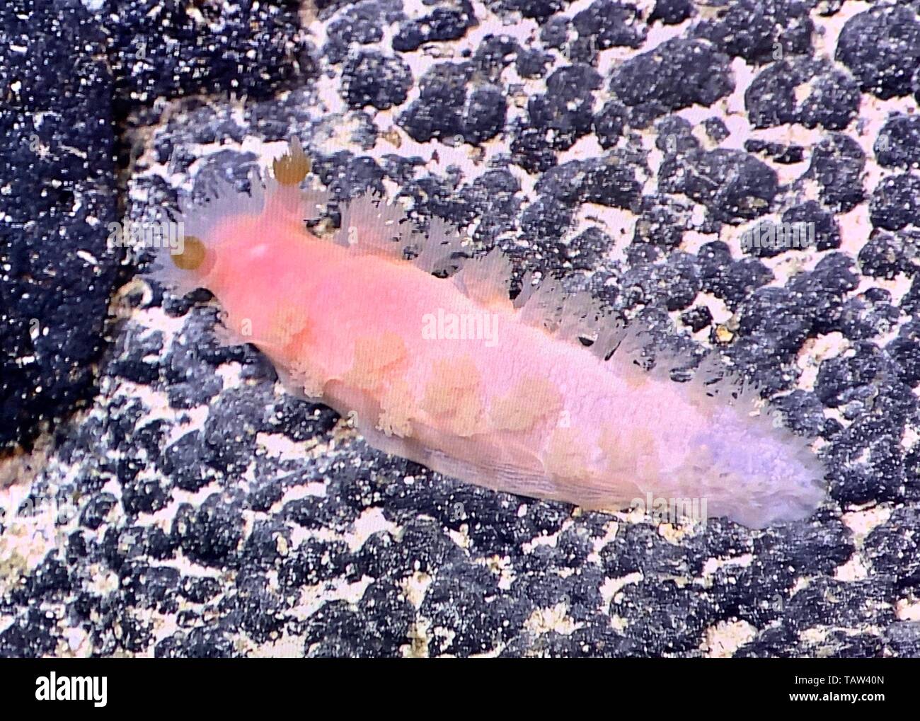 A bordo Kexue. 28 Maggio, 2019. Foto scattata il 27 Maggio 2019 mostra una rara profondità di acqua di mare slug shot dalla Cina il telecomando del veicolo azionato (ROV), scoperta, nel fondo del mare di Oceano Pacifico occidentale. Scoperta di un veicolo azionato a distanza (ROV) a bordo della Cina di nave di ricerca KEXUE (Science), catturato due rari profondi-acqua nudibranchi nell Oceano Pacifico occidentale in una recente immersione. Credito: Xinhua/Alamy Live News Foto Stock