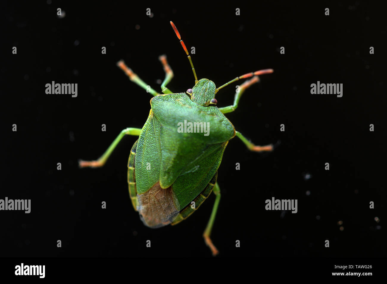 Schermo verde Bug in stretta fino che mostra il disco protettivo piastre di ala. Il fetore delle ghiandole si trovano sul lato inferiore. Foto Stock
