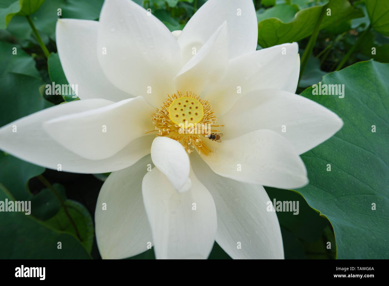 Ampia angolazione del fiore di loto con un'ape Foto Stock